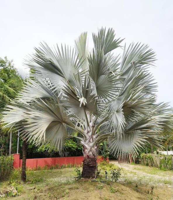 Casa Cumuruxatiba, Natureza E Charme Bagian luar foto